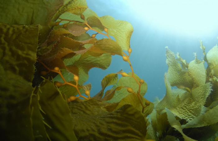 Giai đoạn đầu đời của tảo bẹ bị ảnh hưởng đáng kể khi nhiệt độ đại dương ấm lên. Ảnh: iStock